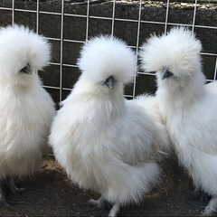 烏骨鶏の有精卵の画像