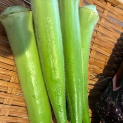 ８／1朝どれ野菜セットの画像