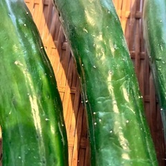 ８／1朝どれ野菜セットの画像