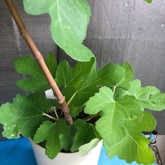 イチジク　ドーフィン　鉢植えの画像