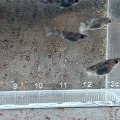 メダカ　和墨　成魚　10匹　④の画像