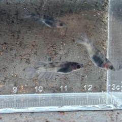メダカ　和墨　成魚　10匹　④の画像