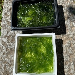金魚草の画像