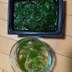 金魚草の画像