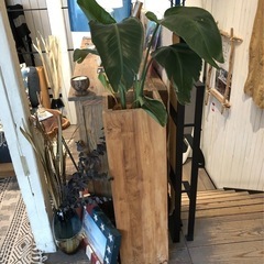 観葉植物　インテリアの画像