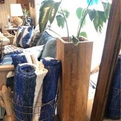 観葉植物　インテリアの画像