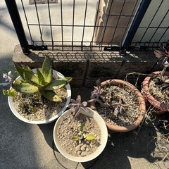 多肉植物引退。アガベ等全部♪の画像