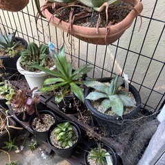 多肉植物引退。アガベ等全部♪の画像