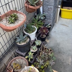 多肉植物引退。アガベ等全部♪の画像