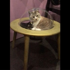 猫用ベッド  宇宙船の画像