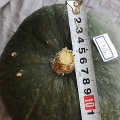 かぼちゃ　ブラックのジョーの画像
