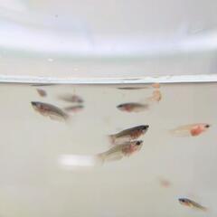 ベタ HM×HM 稚魚 熱帯魚の画像