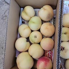 本日決定自宅用赤磐市の桃の画像