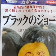かぼちゃ　ブラックのジョーの画像