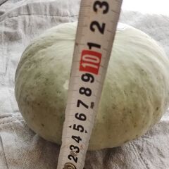 かぼちゃ　ミニカボチャ　こなゆきひめ約500g程度　の画像