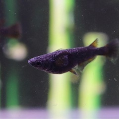 【現物出品】飛鳥メダカさん直系 飛夢(アトム)若魚　（ワンペア）の画像