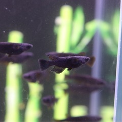 【現物出品】飛鳥メダカさん直系 飛夢(アトム)若魚　（ワンペア）の画像