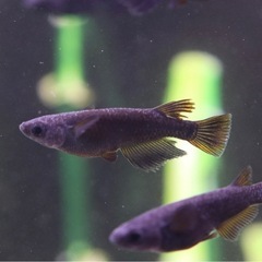 【現物出品】飛鳥メダカさん直系 飛夢(アトム)若魚　（ワンペア）の画像