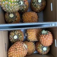 ゴールドバレル🍍8/8(金)販売用の画像