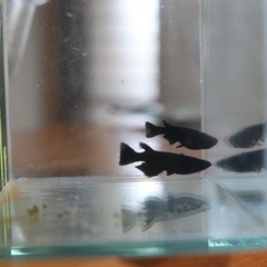 【現物出品】飛鳥メダカさん直系 飛夢(アトム)若魚　（ワンペア）の画像