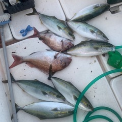 🎣【船釣り仲間募集】一緒に海に出ませんか？🚤