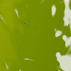 ミックスメダカ100匹以上取引中・後2セットありますの画像
