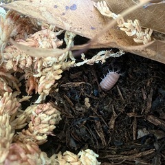 【直接】自由研究におすすめ！ピンク色のダンゴムシ　幼体10匹の画像