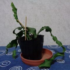 観葉植物サボテン　新芽あり　エピフィルム・グアテマレンシス(3枚もの)の画像