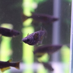 【現物出品】飛鳥メダカ直系飛夢(アトム)若魚（トリオ）の画像
