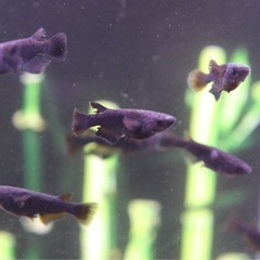 【現物出品】飛鳥メダカ直系飛夢(アトム)若魚（トリオ）の画像
