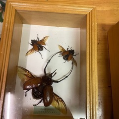 昆虫　標本の画像
