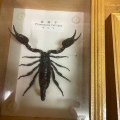 昆虫　標本の画像