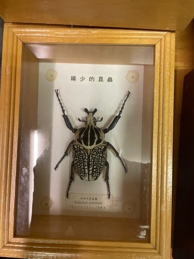 昆虫　標本