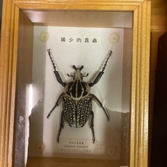 昆虫　標本の画像