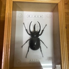 昆虫　標本の画像