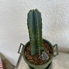 植物の画像
