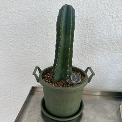 植物の画像