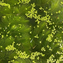 無農薬 マツモ 水草　ミナミヌマエビ　 の画像