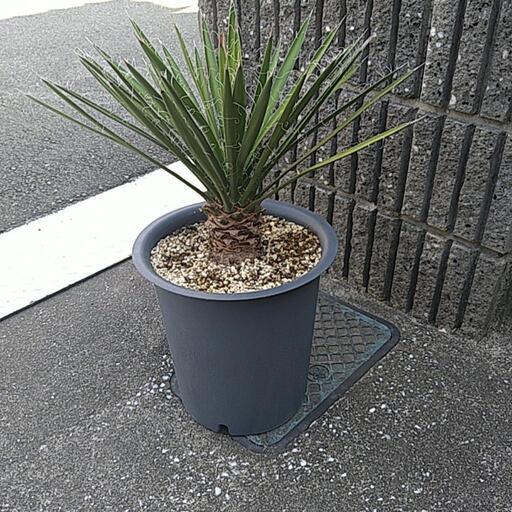 ユッカフィリフェラ（鉢付き）