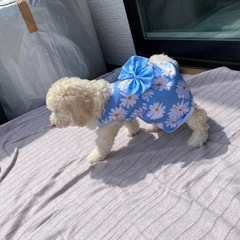 Mサイズ犬用夏服の画像
