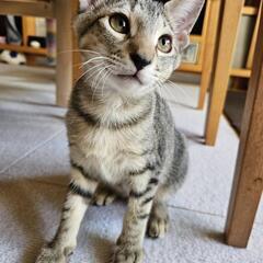 野球観戦大好き麦わら猫🍀3ヶ月（ご相談中)