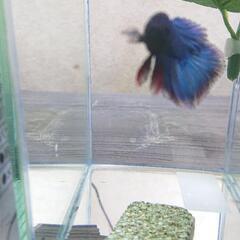 熱帯魚 ベタ オス No2の画像