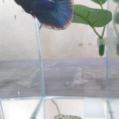 熱帯魚 ベタ オス No2の画像
