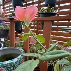 鉢ごと　薔薇　四季咲きの画像