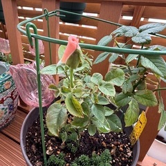 鉢ごと　薔薇　四季咲きの画像