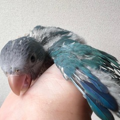 オキナインコ