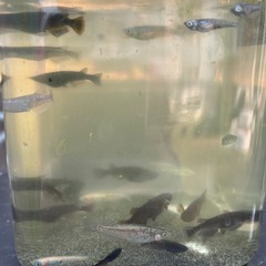 ミックスめだか⑤20匹+aの画像