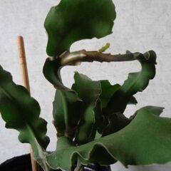 観葉植物サボテン科エピフィルム・グアテマレンシス新芽あり！の画像