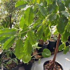 【引き取り限定】レア フィカス スペルバ 140cm ゴムの木 観葉植物 鉢付の画像