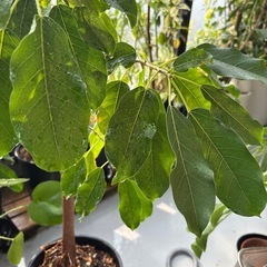 【引き取り限定】レア フィカス スペルバ 140cm ゴムの木 観葉植物 鉢付の画像